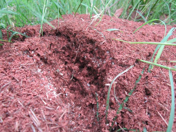 公園、社區(qū)、校園等公共場(chǎng)所進(jìn)行有效紅火蟻防制